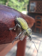 Naupactus femoratus