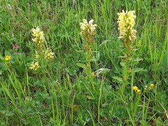 Pedicularis sibthorpii