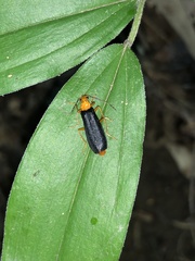 Podabrus fayi