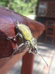 Naupactus femoratus