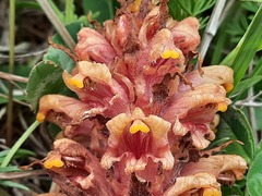Orobanche colorata