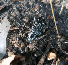 Sarosesthes fulminans