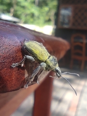 Naupactus femoratus