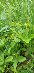 Alchemilla breviloba