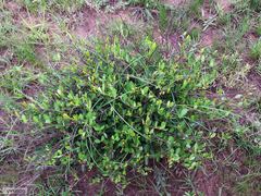 Cryptolepis oblongifolia