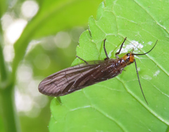 Protosialis glabella