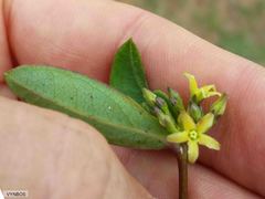 Cryptolepis oblongifolia