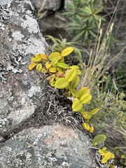 Bulbophyllum scaberulum scaberulum