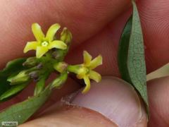 Cryptolepis oblongifolia