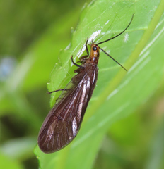Protosialis glabella