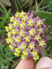 Asclepias albens