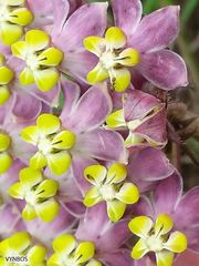 Asclepias albens