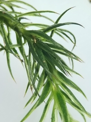 Polytrichum longisetum