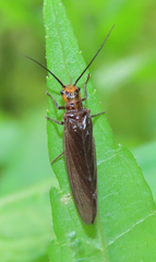 Protosialis glabella