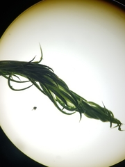 Polytrichum longisetum