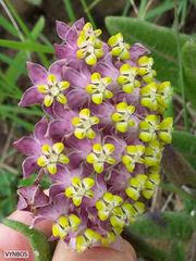 Asclepias albens