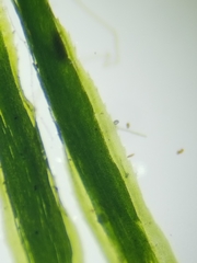 Polytrichum longisetum