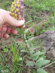 Asclepias albens