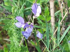 Lathyrus cyaneus