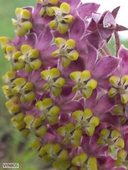 Asclepias albens