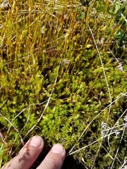 Polytrichum longisetum