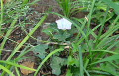 Calystegia hederacea