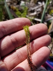 Polytrichum longisetum