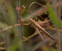 Schistocerca pallens