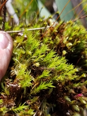 Polytrichum longisetum