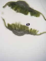 Polytrichum longisetum