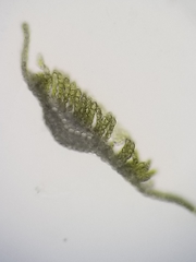 Polytrichum longisetum