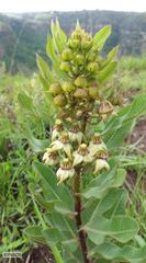 Pachycarpus asperifolius
