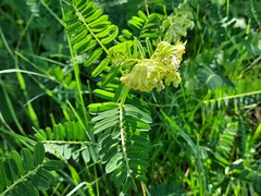 Vicia abbreviata