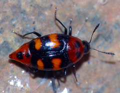 Scaphidium alpicola