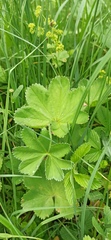 Alchemilla breviloba