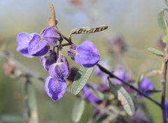Seringia integrifolia