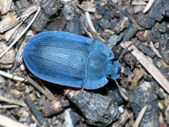 Pterohelaeus peltatus