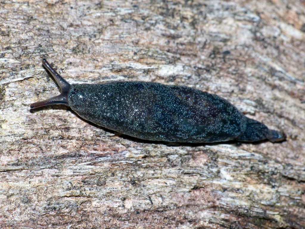 Cystopelta petterdi