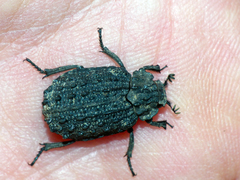 Omorgus australasiae