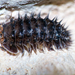 Echinodillo cavaticus - Photo 由 Simon Grove 所上傳的 (c) Simon Grove，保留部份權利CC BY-NC