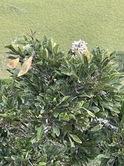 Philenoptera sutherlandii