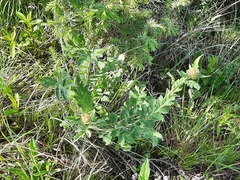 Psephellus daghestanicus