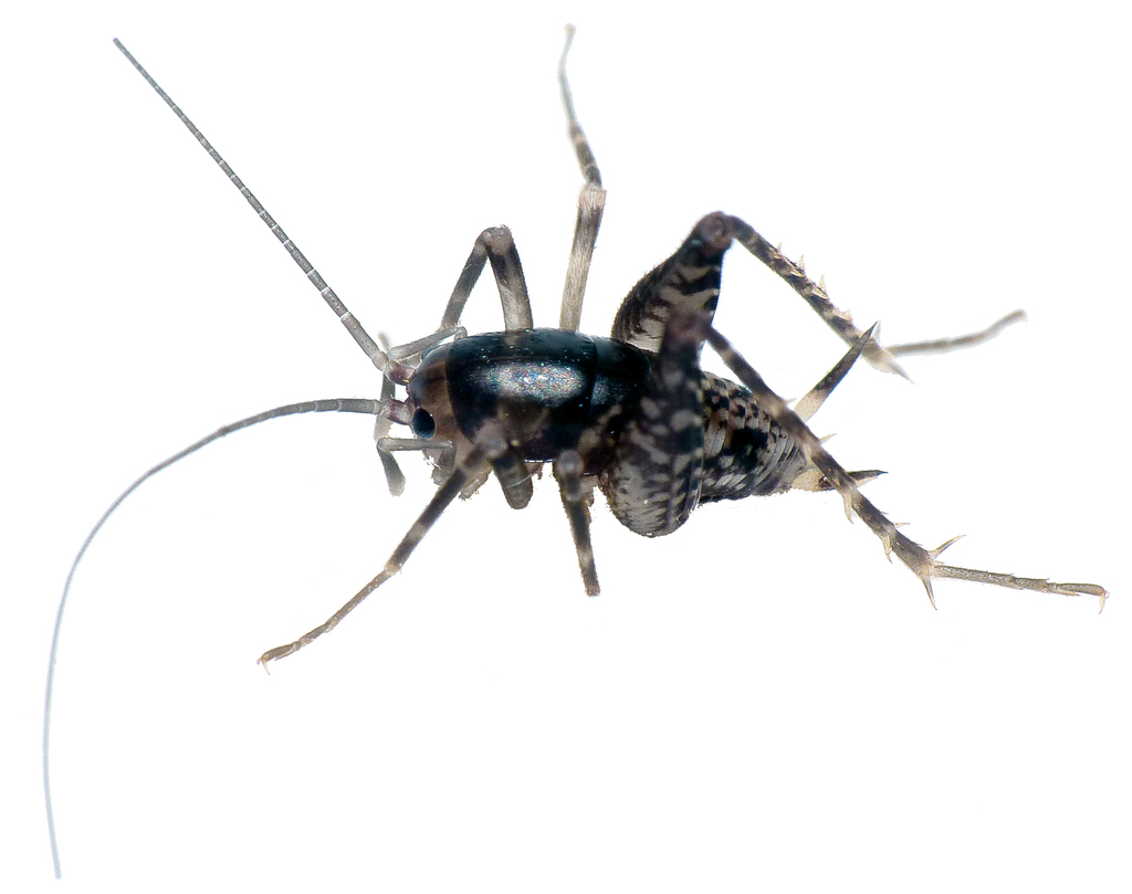 Ranga Cave Cricket