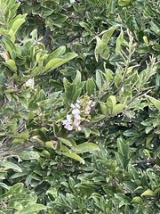 Philenoptera sutherlandii