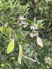 Philenoptera sutherlandii