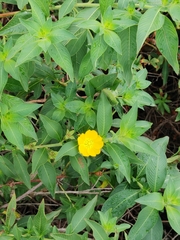 Ludwigia peruviana image