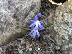 Scilla forbesii