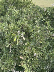 Philenoptera sutherlandii