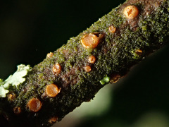 Pezicula ocellata
