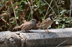 Passer montanus